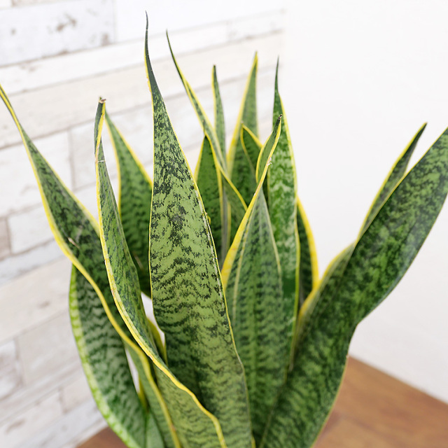 サンスベリア・ローレンティー 樹脂製鉢植え(12A20) 観葉植物と植木鉢の専門店cocolate