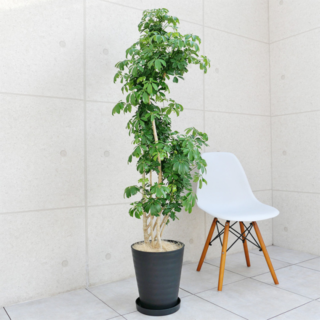 大鉢 高さ 140 180cm サイズの観葉植物通販 Cocolate ココレート
