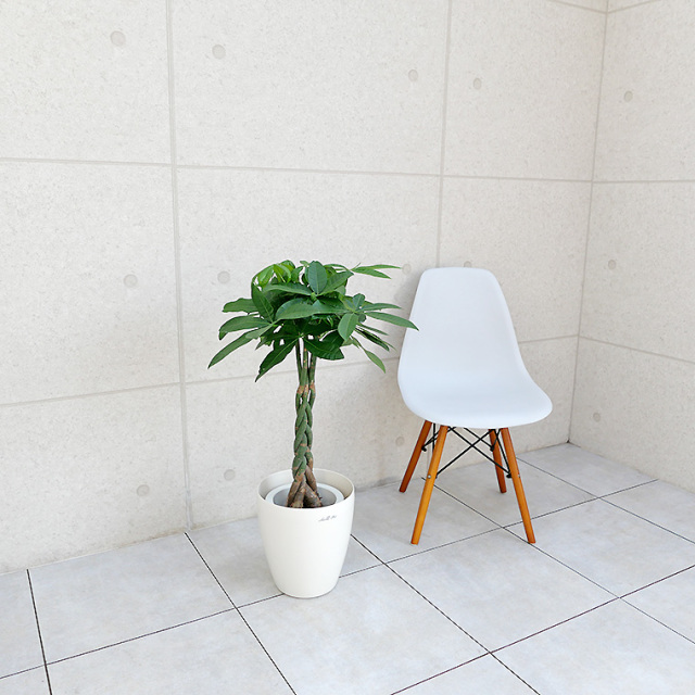 パキラ 7号鉢 観葉植物と植木鉢の専門店cocolate（ココレート）