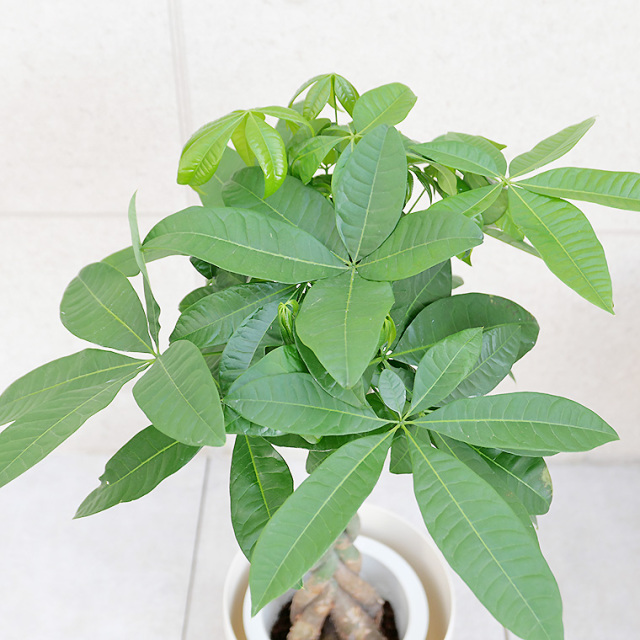 パキラ 7号鉢 観葉植物と植木鉢の専門店cocolate（ココレート）