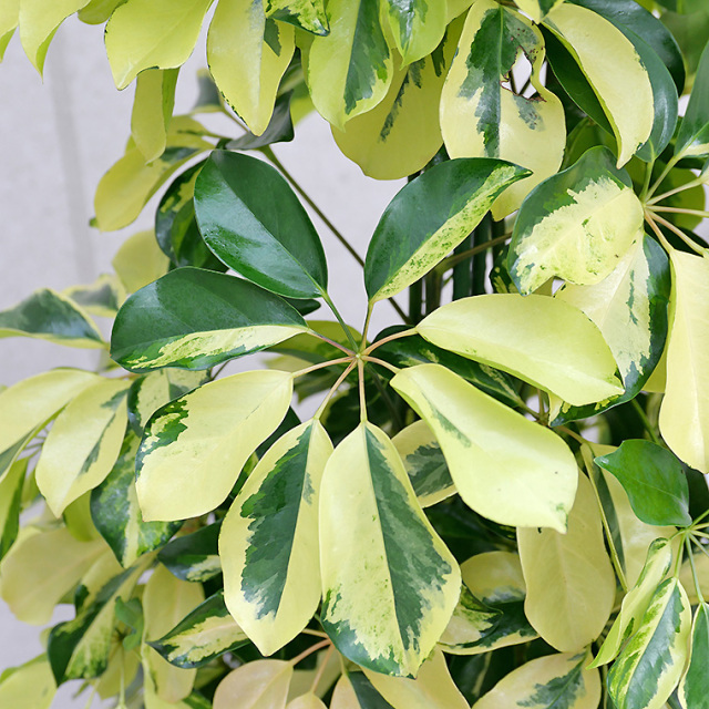 シェフレラ・ゴールドリーフ 10号鉢 観葉植物と植木鉢の専門店cocolate