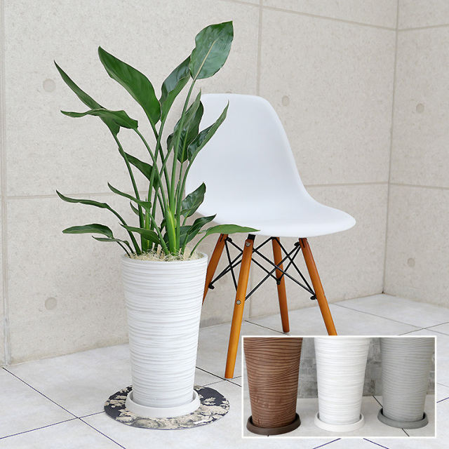 ストレチア レギネ 樹脂製鉢植え 12ah22 観葉植物と植木鉢の専門店cocolate