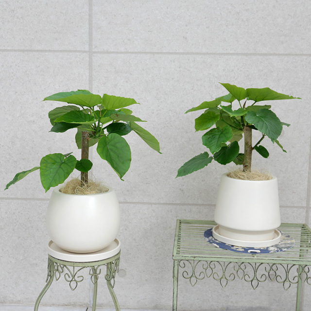 フィカス ウンベラータ 陶器鉢植え Mサイズ 観葉植物と植木鉢の専門店cocolate