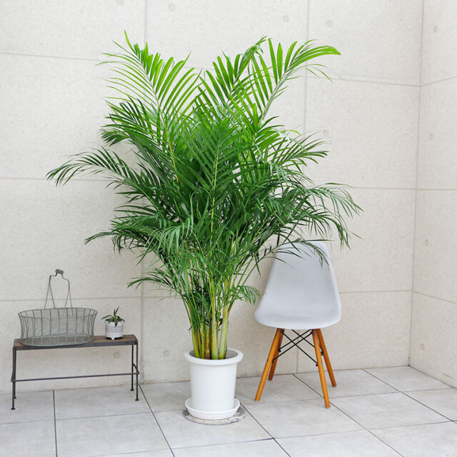 スーパーアレカヤシ　10号鉢