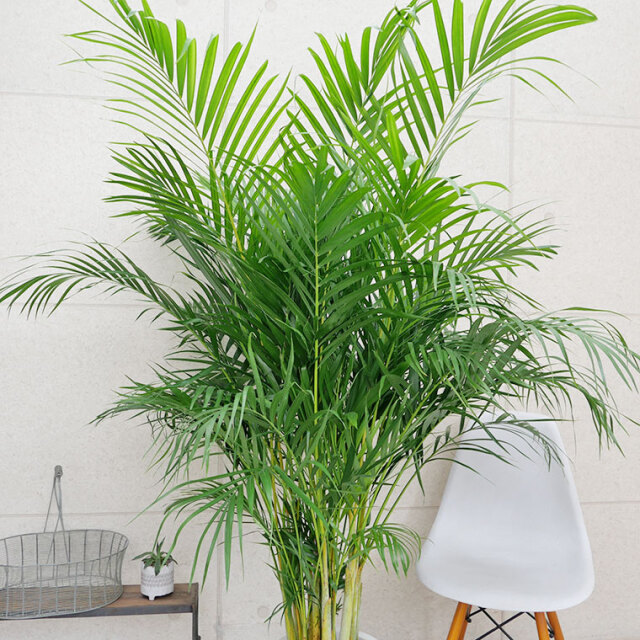 スーパーアレカヤシ　葉の写真