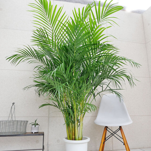 スーパーアレカヤシ　葉の写真