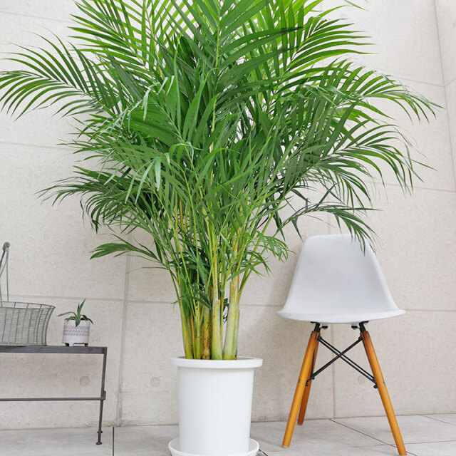 スーパーアレカヤシ　葉の写真