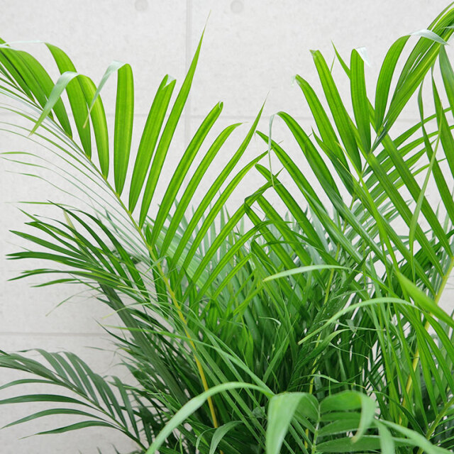 スーパーアレカヤシ　葉の写真