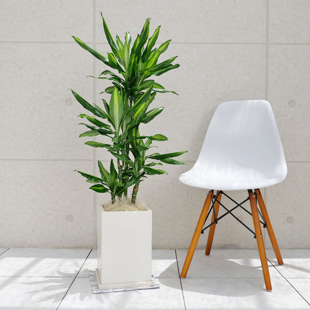ドラセナ・ジュレ 陶器鉢植え・Lサイズ(マットシリーズ ドラセナ・ジュレ 陶器鉢植え・Lサイズ(マットシリーズ