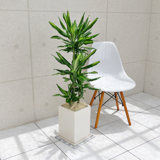 ドラセナ・ジュレ　陶器鉢植え（マットシリーズ/プリズム）