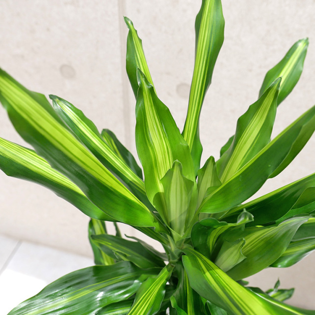 ドラセナ・ジュレ　葉の写真