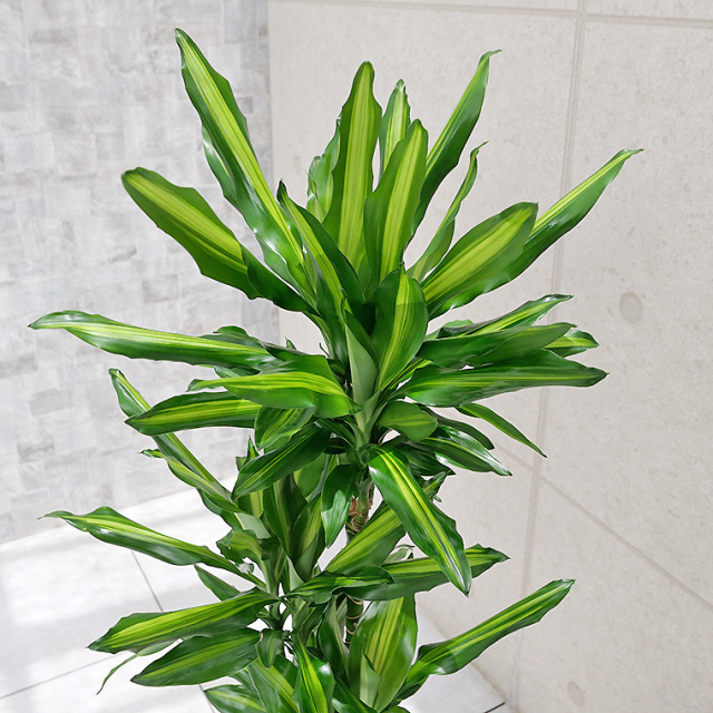 ドラセナ・ジュレ 陶器鉢植え・Lサイズ(マットシリーズ ドラセナ・ジュレ 陶器鉢植え・Lサイズ(マットシリーズ