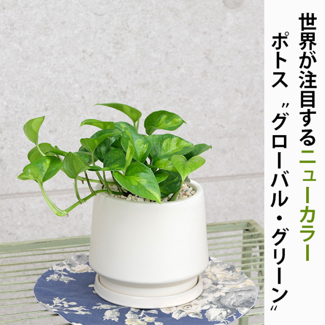 テーブルサイズの観葉植物通販 Cocolate ココレート