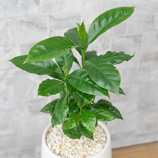 コーヒーの木 陶器鉢植え・Sサイズ（マットシリーズ/ボール