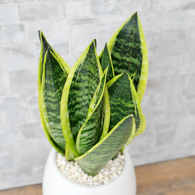 サンスベリア・スパーバ　葉の写真