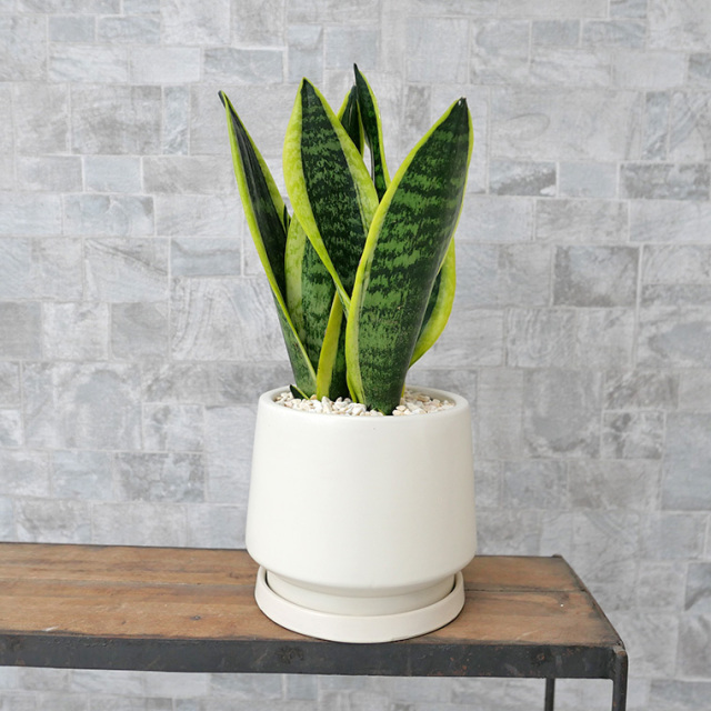 サンスベリア・スパーバ　陶器鉢植え・Sサイズ（マットシリーズ/モルティ）