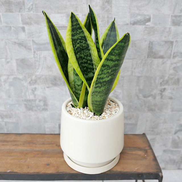 サンスベリア・スパーバ　陶器鉢植え・Sサイズ（マットシリーズ/モルティ）