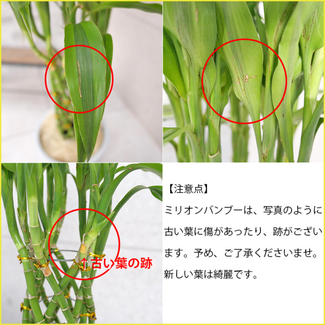 ミリオンバンブー 7号鉢 観葉植物と植木鉢の専門店cocolate（ココレート）