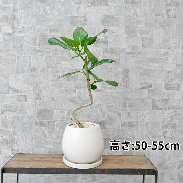オリーブ ヒナカゼ 5号スリット鉢 観葉植物と植木鉢の専門店cocolate オリーブ ヒナカゼ 5号スリット鉢 観葉植物と植木鉢の専門店cocolate
