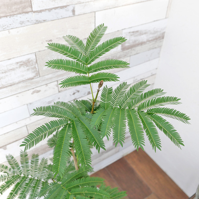 エバーフレッシュ　ミドルサイズ 楽天市場】（観葉植物）エバーフレッシュ 3．5〜4号（1鉢