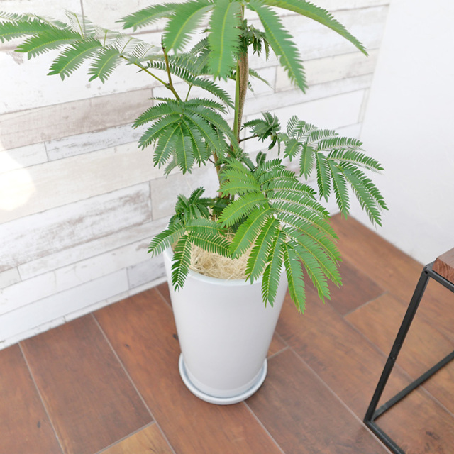 3564円 21年ファッション福袋 観葉植物 エバーフレッシュ ネムノキ 中鉢 8号