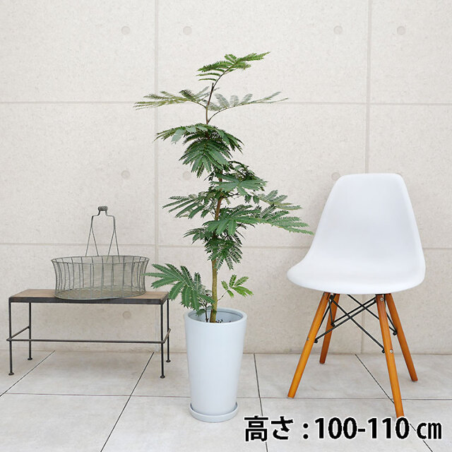 akiko　美形　大型　エバーフレッシュ　S字仕立て　陶器鉢　植え込み発送 akiko 美形 大型 エバーフレッシュ S字仕立て 陶器鉢 植え込み