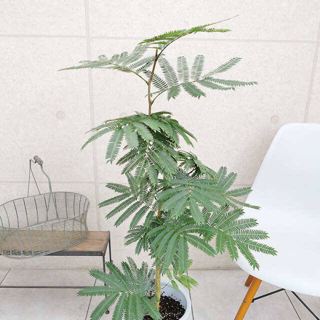 ネムノキ・エバーフレッシュ 7号鉢 観葉植物と植木鉢の専門店