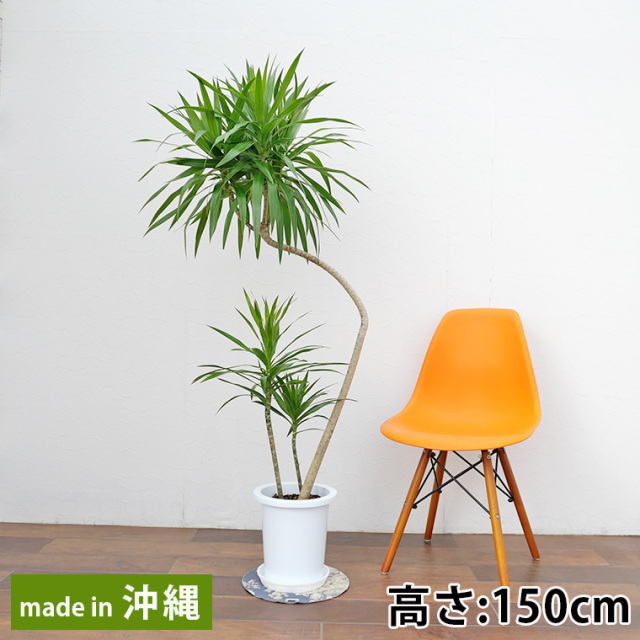 ドラセナ 観葉植物と植木鉢の専門店cocolate