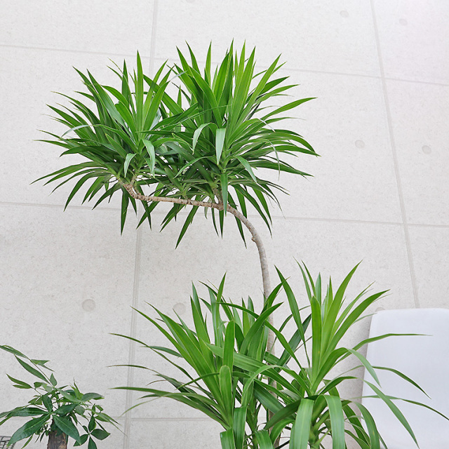 ドラセナ・ナビー 8号鉢 観葉植物と植木鉢の専門店cocolate