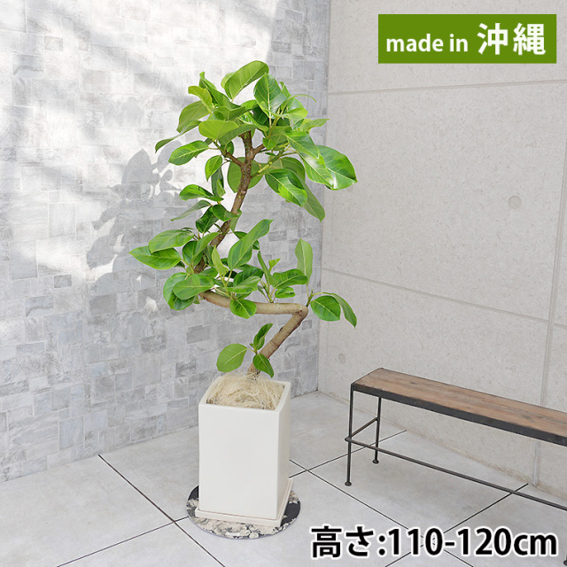 フィカス アルテシーマ 観葉植物と植木鉢の専門店cocolate
