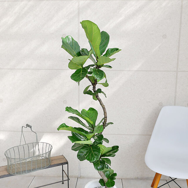 カシワバゴム・バンビーノ（フィカス・リラータ） 8号鉢 観葉植物と