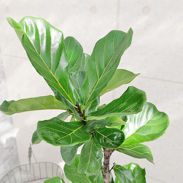 カシワバゴム（曲がり）-007　8号鉢