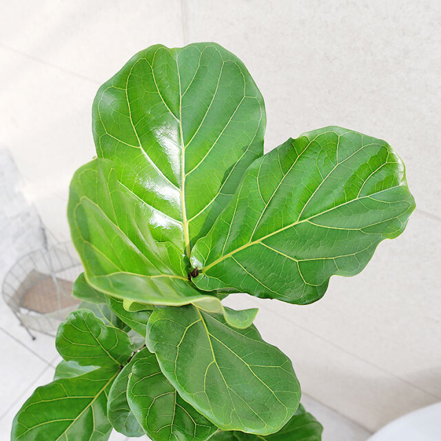 カシワバゴム（フィカス・リラータ）　葉の写真