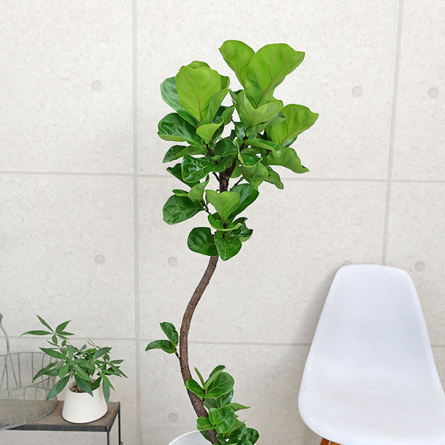 カシワバゴム・バンビーノ（フィカス・リラータ）　樹形の写真