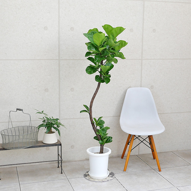 カシワバゴム・バンビーノ（フィカス・リラータ）　８号鉢