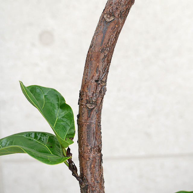 カシワバゴム・バンビーノ（フィカス・リラータ）　幹の写真