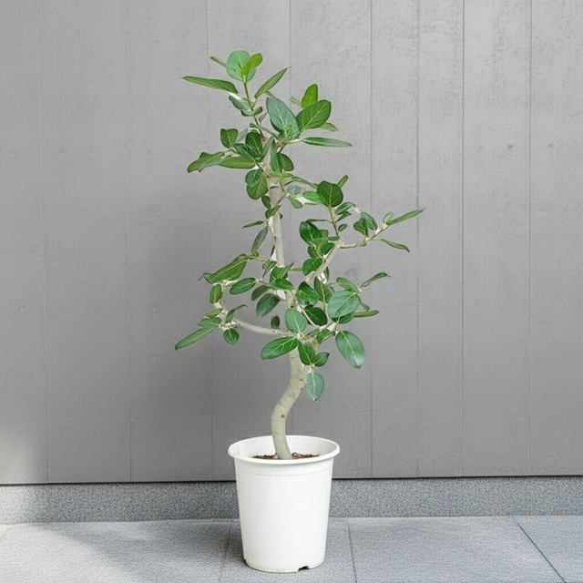 【フィカス ベンガレンシス】特大苗 8号 100cm超 根上がり 太幹 送料込み 観葉植物 フィカス ベンガレンシス 8号 曲り ライム ドゥオ ユーポット