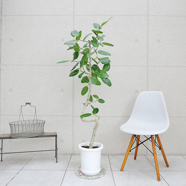 フィカス・ベンガレンシス 8号鉢（Lサイズ） 観葉植物と植木鉢の専門