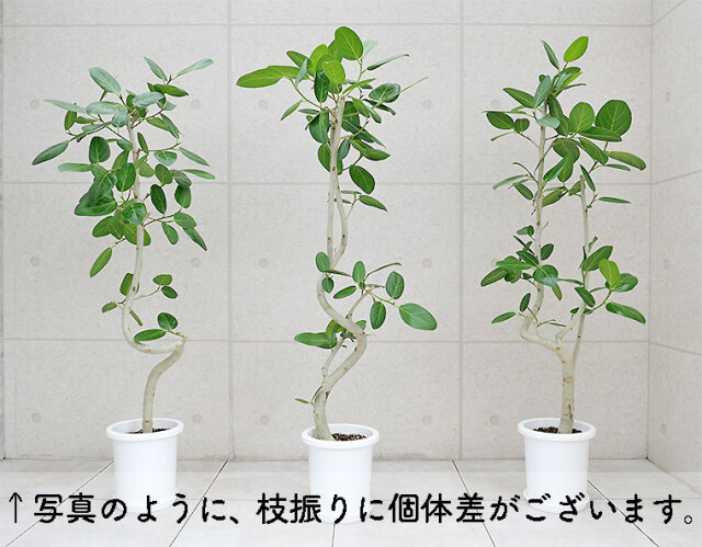 フィカス・ベンガレンシス　８号鉢　個体差の写真