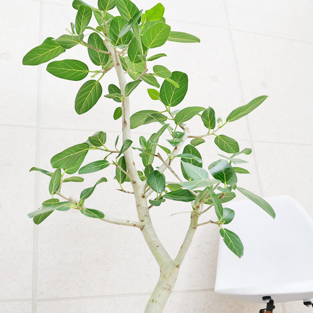 フィカス・ベンガレンシス 8号鉢 観葉植物と植木鉢の専門店cocolate
