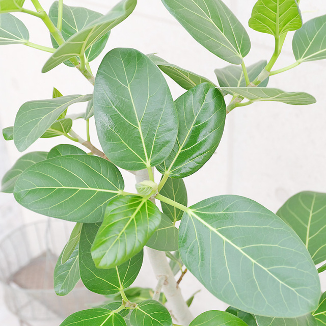 フィカス・ベンガレンシス 8号鉢 観葉植物と植木鉢の専門店cocolate