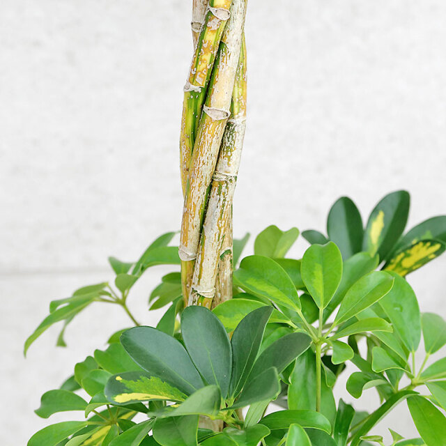 シェフレラ・ホンコン スタンド仕立て　樹形の写真