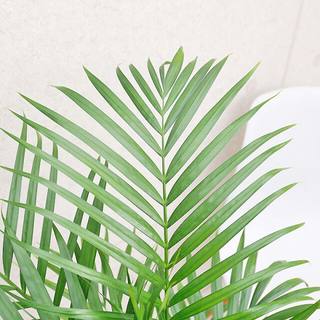 スーパーアレカヤシ　葉の写真