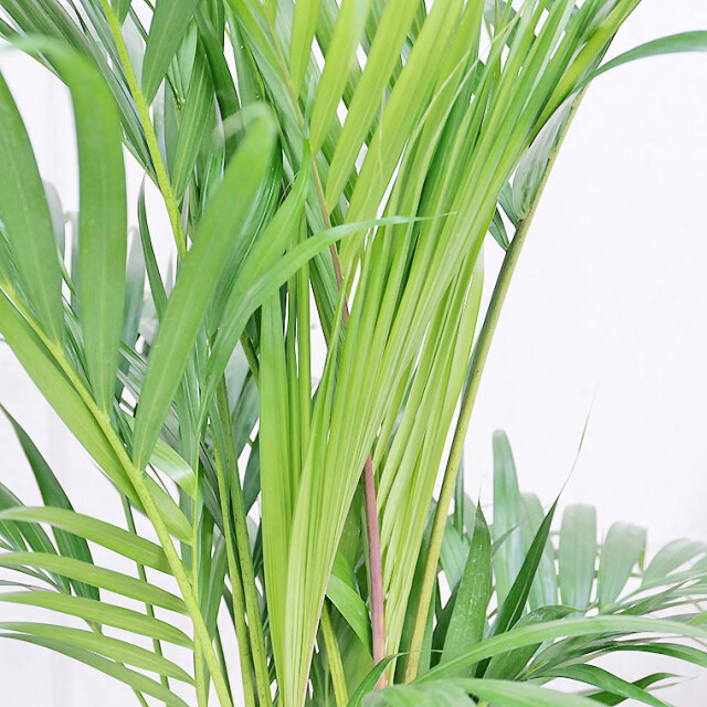 スーパーアレカヤシ　葉の写真