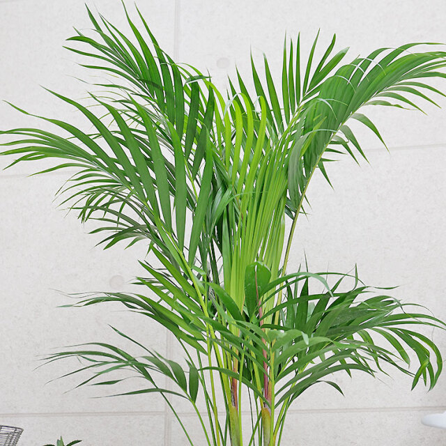 特大　アレカヤシ　11号　高級陶器鉢　植え込み発送 km100005_tmbe_cp.jpg