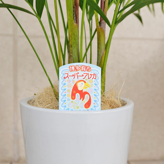 スーパーアレカヤシ　ラベル写真（博多育ち）