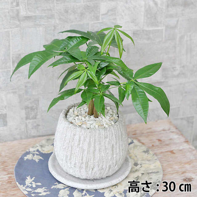 パキラ 観葉植物と植木鉢の専門店cocolate