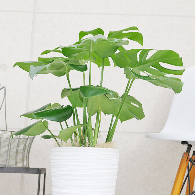 モンステラ モンステラ 樹脂製鉢植え（11VH25） 観葉植物と植木鉢の専門店