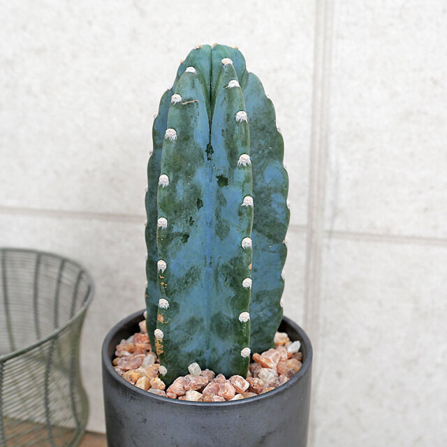 ハシラサボテン　　葉の写真