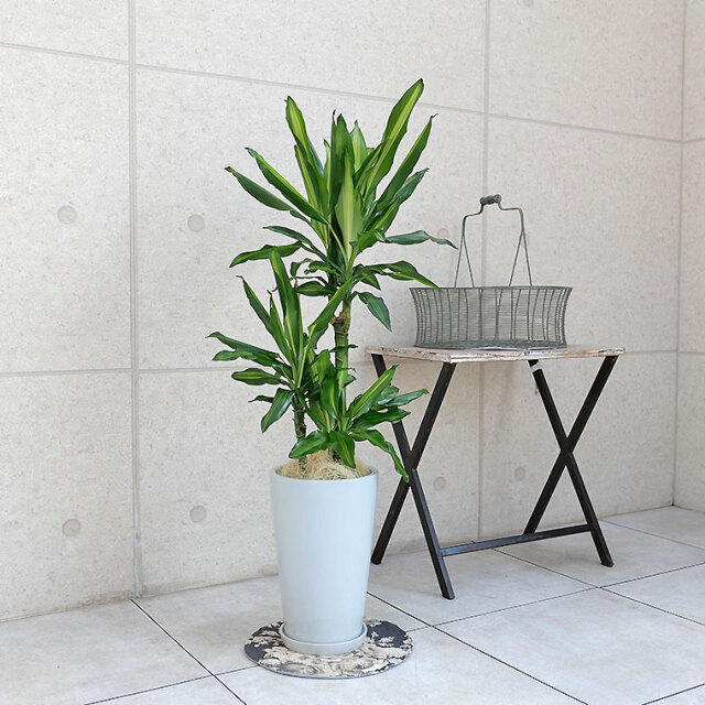 ドラセナ・ジュレ 陶器鉢植え・Mサイズ(ラウンド) 観葉植物と植木鉢 ドラセナ・ジュレ 陶器鉢植え・Mサイズ(ラウンド) 観葉植物と植木鉢